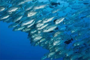 OMAKASE培训中后厨管理的教学内容